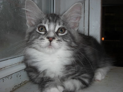 Bramble age 10 weeks