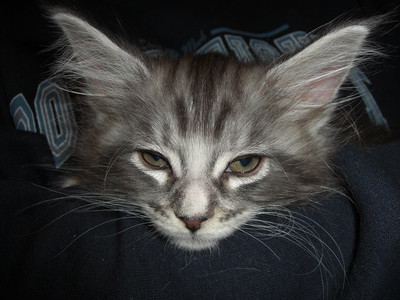 Bramble age 8 weeks