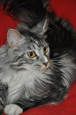 Bramble