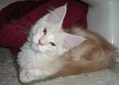 Sidera age 13 weeks