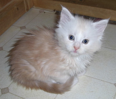 Sidera age 5 weeks